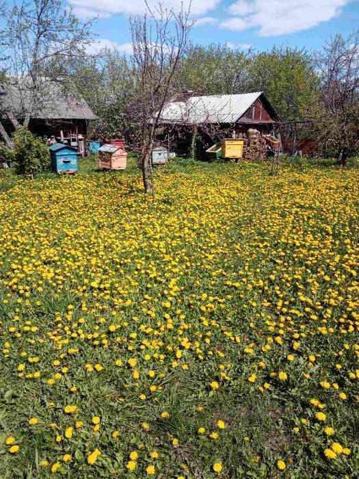 Всемирный день одуванчика 