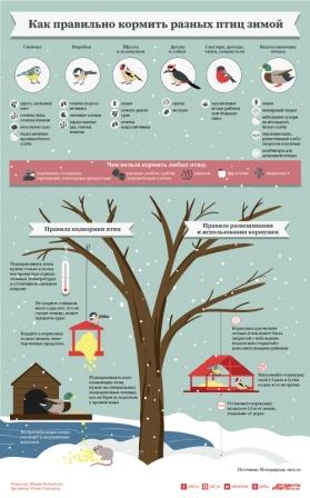 Чем кормить птиц